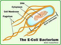 Bakterija-E Coli